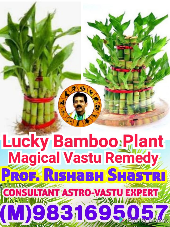 LUCKY BAMBOO pLANT